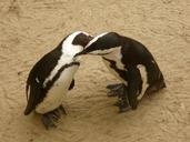 penguins-zoo-animal-world-856259.jpg