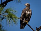 Bald Eagle-27527-14.jpg