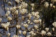 Tree-and-Flower-National-Arboretum.jpg