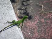 iguana-green-lizard-kaltblut-141718.jpg