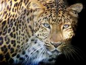 leopard-predator-eyes-big-cat-wild-1341400.jpg