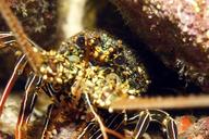 crab-ocean-crustacean-sea-close-up-319016.jpg