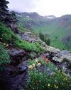 wildflowers-mountains-landscape-669476.jpg