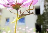 praying-mantis-insect-green-animal-102748.jpg