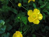 buttercup-yellow-nature-plant-1081652.jpg