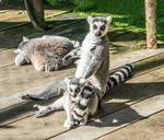 lemur-playful-young-mammal-cute-454524.jpg