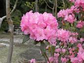 rhododendron-rhododendrons-ericaceae-328489.jpg