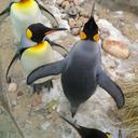 penguins-group-birds-1247575.jpg