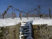 vineyard-winter-snow-wintry-1566091.jpg