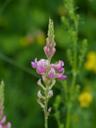 seed-sainfoin-sainfoin-blossom-167401.jpg