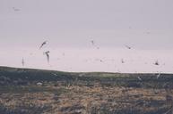 Flock_of_Birds_Flying_in_Field.jpg