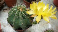 cactus-echinocereus-flower-nature-494601.jpg