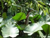 swamp-bird-water-mangroves-animals-619426.jpg