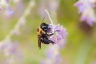 bee-nature-fly-animal-buzz-flower-649135.jpg