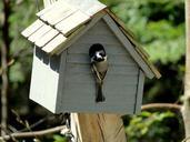 bird-chickadee-birdhouse-nesting-49246.jpg