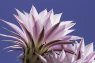 cactus-flower-flowering-cactus-blue-787931.jpg