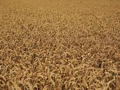 wheat-field-cornfield-many-wheat-609896.jpg