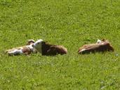 cow-cows-pasture-rest-grass-green-656018.jpg