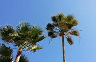 palm-trees-green-summer-sunny-669099.jpg