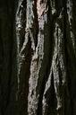 bark-log-robinia-common-maple-141570.jpg