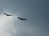 vulture-raptor-birds-sky-256024.jpg