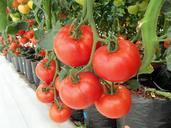 tomatoes-vegetables-vegetable-fruit-936520.jpg