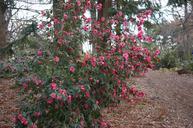 Tree-and-Flower-National-Arboretum.jpg