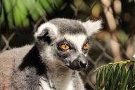 lemur-animal-ring-tailed-lemur-413075.jpg