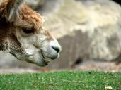 alpaca-calgary-zoo-calgary-zoo-1502923.jpg