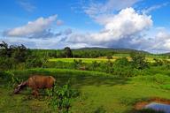 buffalo-animal-scenic-landscape-195584.jpg