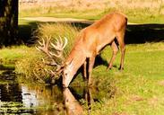 deer-stage-animal-red-wild-579198.jpg