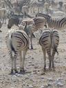 zebras-safari-etosha-national-park-517960.jpg