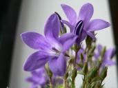 Purple flowers close up photo.jpg