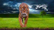 tiger-predator-animal-wildlife-1100914.jpg