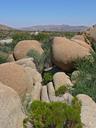 joshua-tree-national-park-62206.jpg