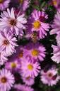 purple-flower-purple-flowers-plant-1694505.jpg