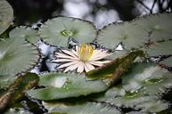 water-lilies-water-lake-649539.jpg