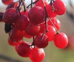 grapes-cluster-ripe-harvest-614445.jpg