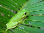 frog-palm-frond-green-small-macro-647781.jpg