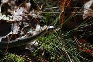 grass-snake-nature-snake-litter-634330.jpg