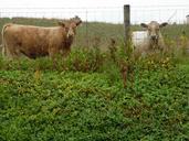 cows-farm-animal-cattle-dairy-930319.jpg