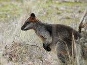 swamp-wallaby-kangaroo-standing-1603327.jpg