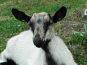 goat-kid-domestic-goat-livestock-597348.jpg