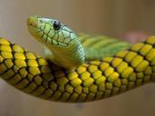 Snakes green reptile.jpg