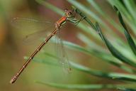 dragonfly-forest-twigs-646133.jpg