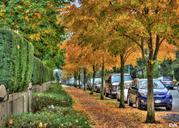 sidewalk-nature-leaves-fall-autumn-63908.jpg