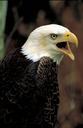 bald-eagle-eagle-bald-perched-890621.jpg