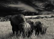 elephant-animals-flock-africa-581784.jpg