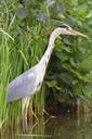 heron-bird-babu-beak-850990.jpg