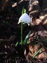 lily-of-the-valley-snowflake-flower-476949.jpg